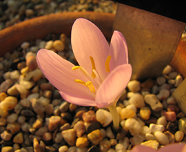 Colchicum baytopiorum