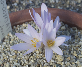 Colchicum decaisnei