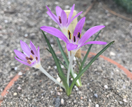 Colchicum pusillum