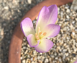 Colchicum speciosum
