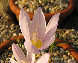 Crocus kotscyhanus subsp kotscyhanus
