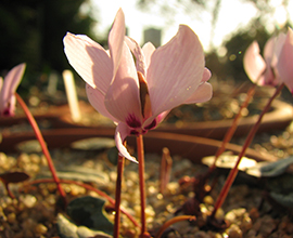 Cyclamen cilicium