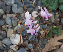 Cyclamen hederifolium