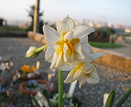 Narcissus tazetta subsp tazetta nergis