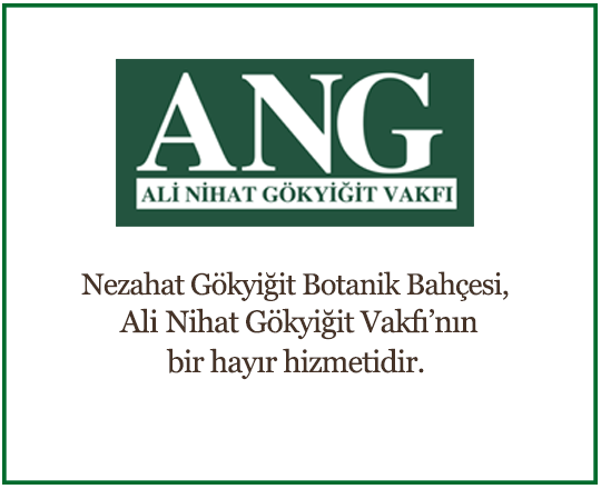 Ziyaretçi